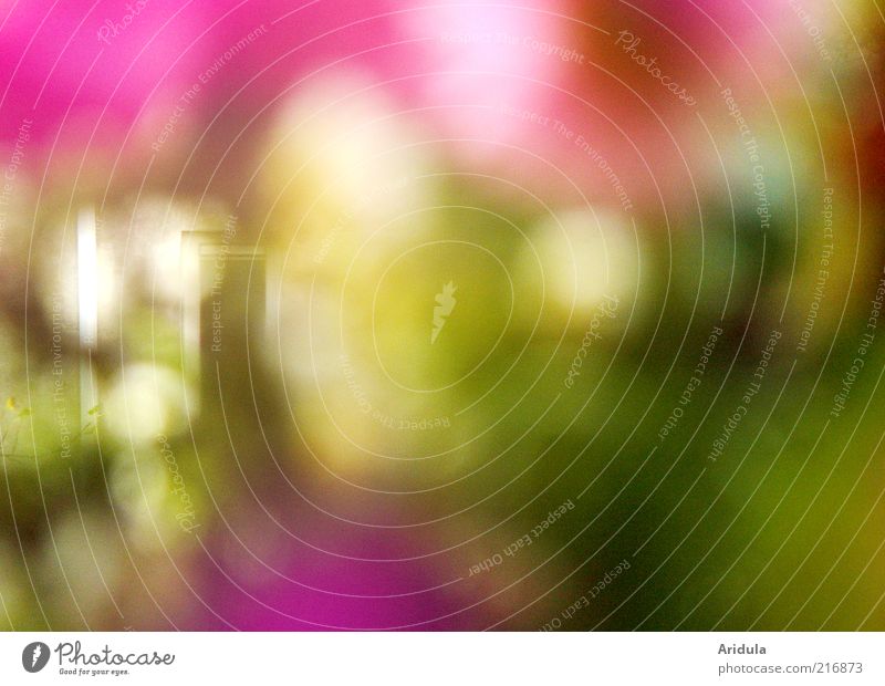 there at the window Nature Plant Flower Window Blossoming Multicoloured Pink Mysterious Vista Exterior shot Blur Violet Abstract Background picture Copy Space