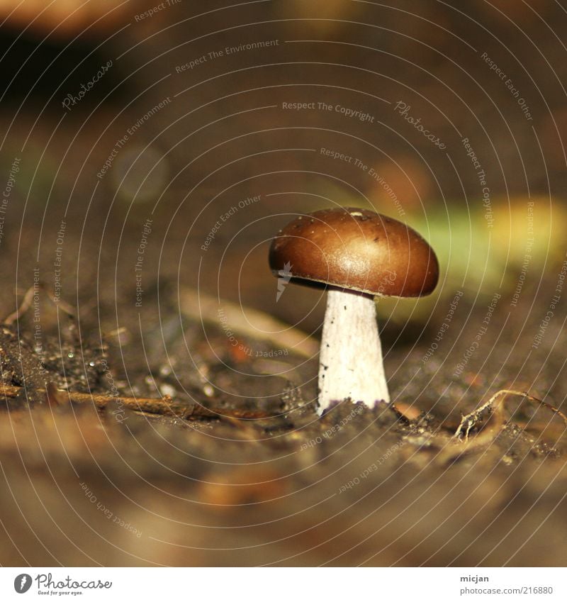Cheer up Lonely Mushroom! | Be Awesome. Earth Loneliness Small Brown Plant Nature Autumn Blur Diminutive Edible Inedible Poison Mushroom cap Unhealthy Summer