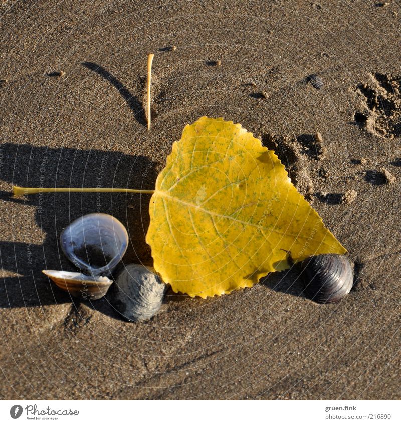 Autumn on the beach too! Environment Nature Landscape Earth Sand Beautiful weather Leaf River bank Beach Mussel Animal tracks Esthetic Glittering Natural Brown