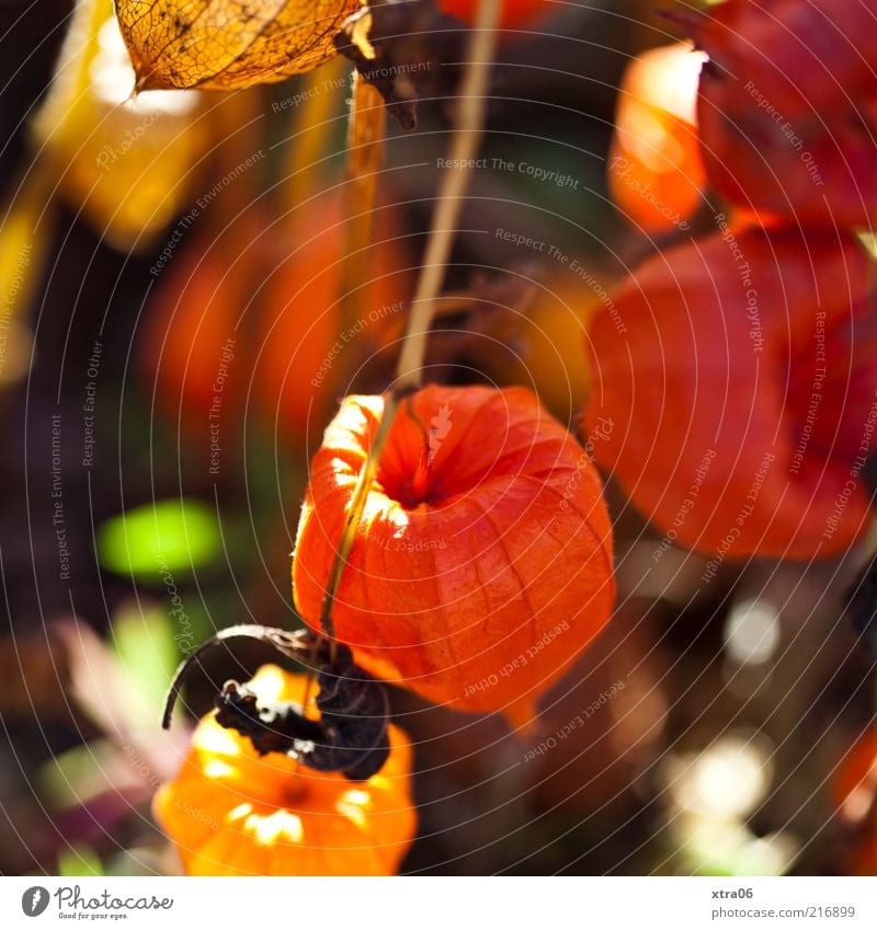 Autumn 2 Environment Nature Plant Esthetic Red Colour photo Exterior shot Close-up Detail Orange Structures and shapes Exceptional Physalis Dry Deserted