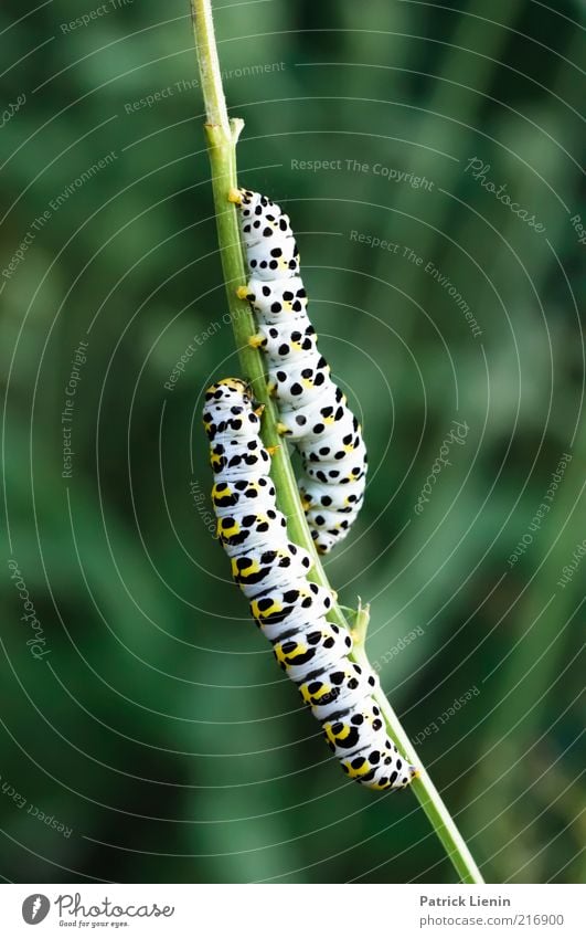 togetherness Environment Nature Plant Animal Meadow Wild animal 2 Pair of animals Observe Moody Love of animals Romance Caterpillar Affection To feed Like