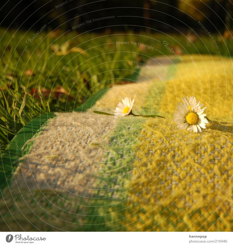 bellis again Trip Nature Plant Beautiful weather Flower Garden Park Meadow Relaxation Lie Simple Natural Yellow Green Daisy Blanket Multicoloured Exterior shot