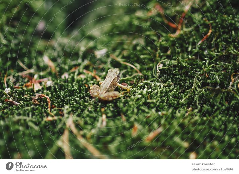 Little Frog sitting on moss - a Royalty Free Stock Photo from Photocase