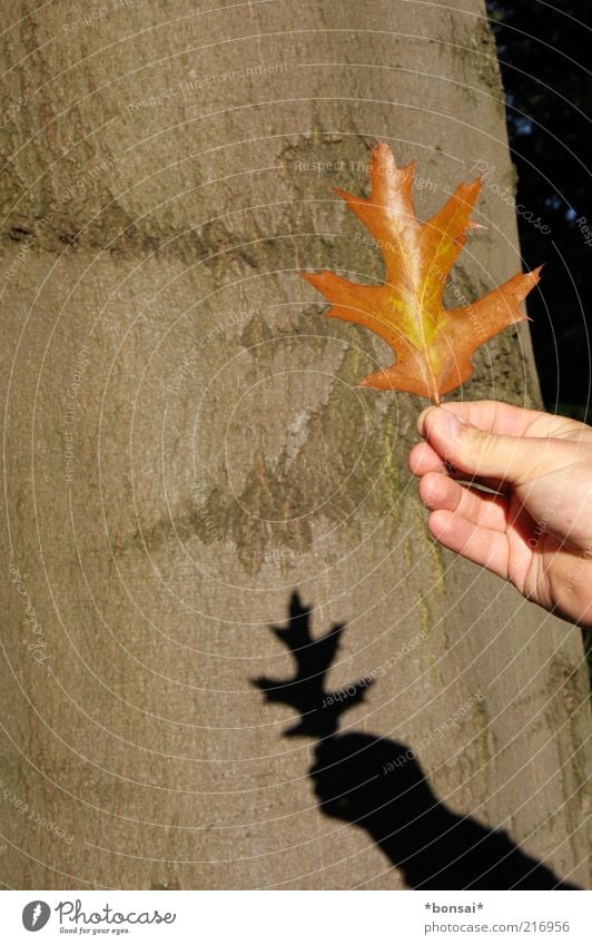 Show me the autumn! Hand 1 Human being Nature Autumn Beautiful weather Leaf Decoration Old Illuminate To dry up Natural Original Dry Brown Discover Transience