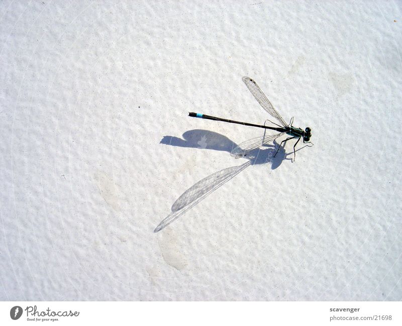 dragonfly Dragonfly White Sun Shadow Wing Close-up
