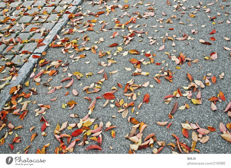 sweeping service Environment Nature Autumn Climate Wind flaked Stone Multicoloured Gray Transience Autumn leaves Autumnal Autumnal colours Sidewalk Asphalt Lie