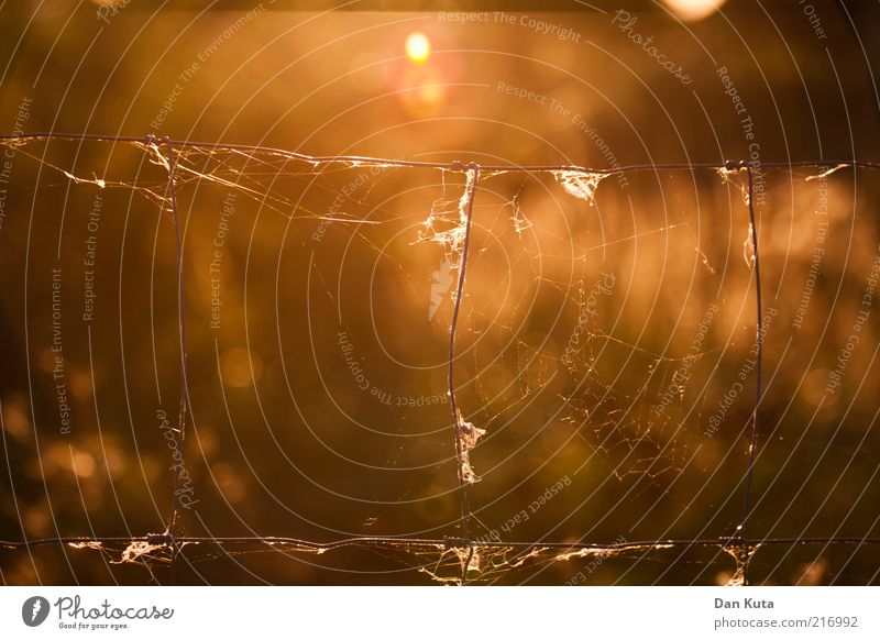 AutumnGold Sunlight Wire Fence Spider's web Cobwebby Illuminate Blur Back-light Fragile Warmth Timeless Colour photo Multicoloured Exterior shot Detail