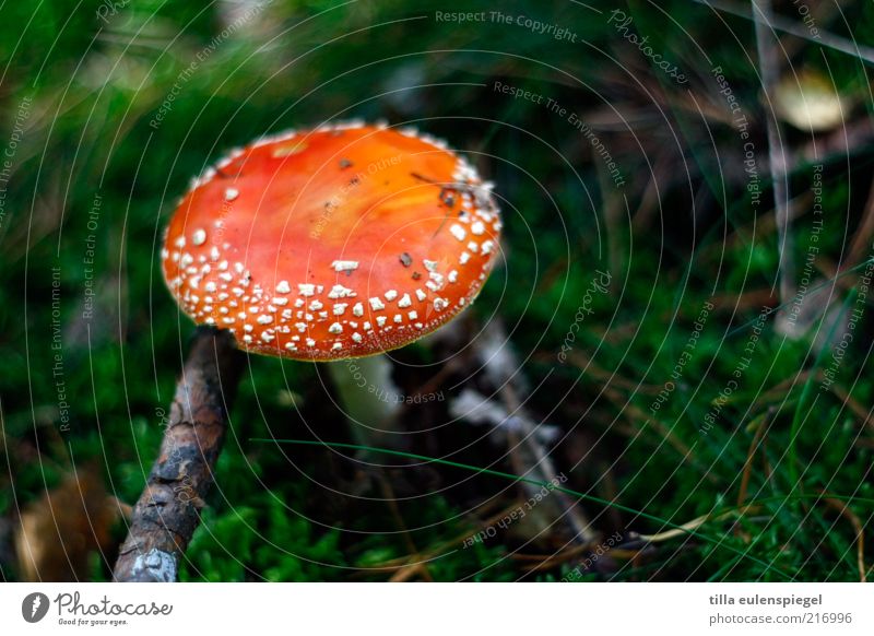 you want to post a fly agaric picture. Nature Autumn Small Natural Dangerous Poison Inedible Amanita mushroom Moss Woodground Colour photo Exterior shot