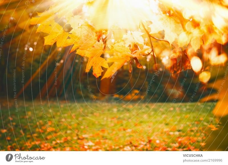 Autumn nature background with foliage and sunshine Lifestyle Garden Nature Plant Beautiful weather Tree Grass Park Yellow Background picture Leaf Sun Lawn