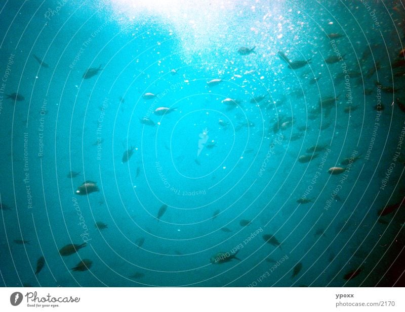 fischyBLue Submarine Shoal of fish Ocean Dive Fish Water Underwater photo Flock Blue