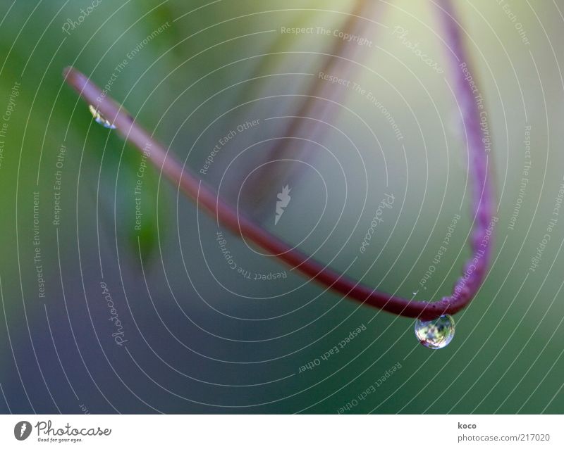 trickle Elegant Beautiful Nature Drops of water Spring Autumn Stalk Arch Water Hang Fluid Wet Green Violet Pink Optimism Purity Uniqueness Pure Colour photo