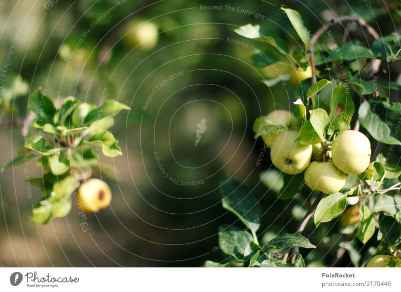 #A# Apple harvest Environment Nature Esthetic Apple tree Tree of knowledge Apple juice Apple pie Apple skin Apple puree Green Colour photo Multicoloured