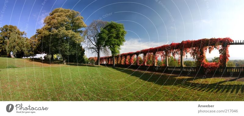 Autumn panorama Kassel vineyard park Environment Nature Landscape Plant Sky Climate Weather Beautiful weather Tree Grass Bushes Park Meadow Hesse Germany