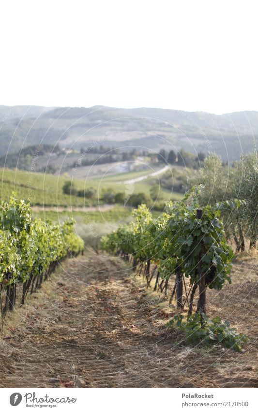 #A# Wine landscape Environment Nature Esthetic Vine Vineyard Wine growing Grape harvest Winery Italy Chianti Colour photo Multicoloured Exterior shot Deserted