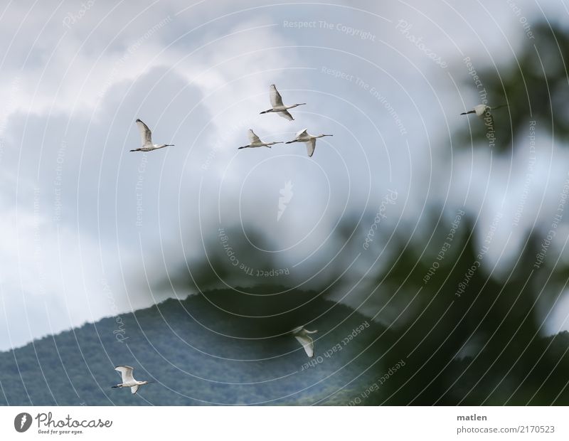 Flight of the spoonbills Landscape Summer Bad weather Mountain Animal Wild animal Bird Flock Flying Observe Leaf White spoonbill Colour photo Subdued colour