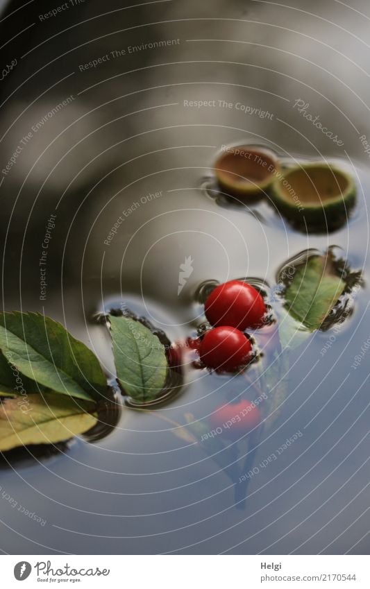 floating autumn fruits Environment Nature Plant Water Autumn Leaf Wild plant Berries Rose hip Park Swimming & Bathing Exceptional Uniqueness Small Wet Natural