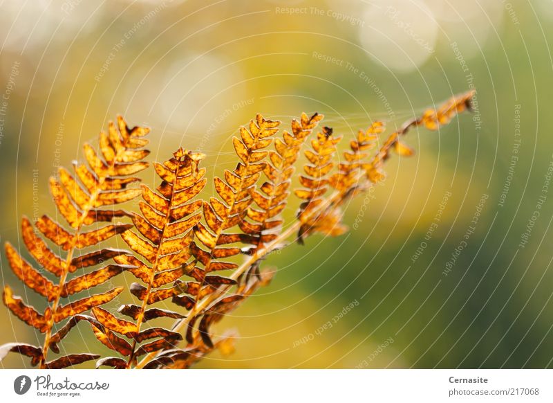 Autumn's Bokeh Environment Nature Plant Beautiful weather Fern Esthetic Authentic Thin Sharp-edged Simple Uniqueness Near Natural Dry Wild Multicoloured Gold