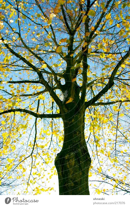Neon Golden Nature Plant Cloudless sky Autumn Tree Leaf Twigs and branches Branch Tree trunk Bright Optimism Hope Life Colour photo Multicoloured Sunlight