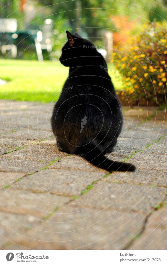 daydream Nature Animal Pet Cat 1 Observe Think Discover Sit Dream Free Green Black Colour photo Exterior shot Day Blur Domestic cat Sideways glance Paving stone