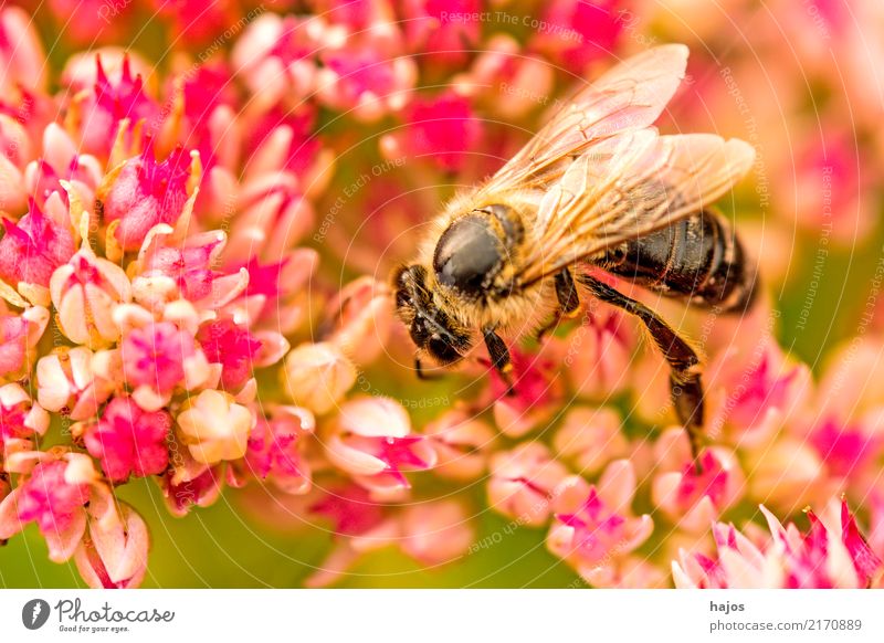 Bee on big stonecrop Beautiful Nature Plant Animal Blossom Wild animal 1 Illuminate Green Pink Romance Apis mellifera Insect Grey stonecrop Sedum telephium rays
