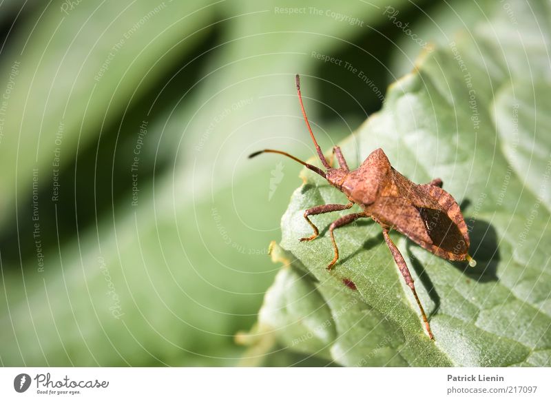 descent Environment Nature Plant Animal Elements Spring Leaf Foliage plant Bug Insect Feeler Small Green Colour photo Exterior shot Detail