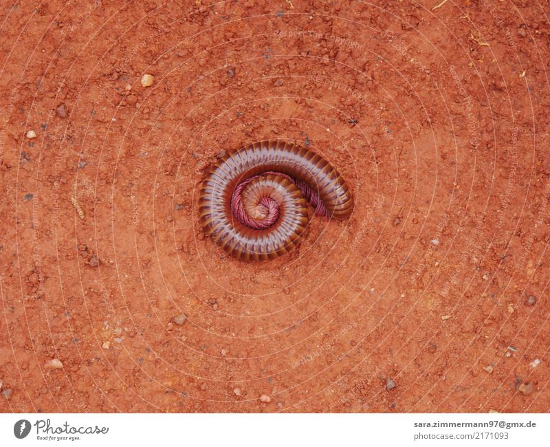 Africa Nature Animal Earth Sand Desert Wild animal Worm thousand legger 1 Stone Animal tracks Line Knot Touch Rotate To hold on Fight Lie Authentic Simple Small