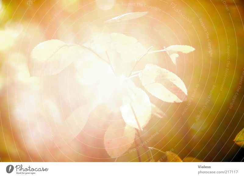 incidence of light Plant Sunlight Autumn Leaf Illuminate Bright Warmth Brown Yellow Gold Overexposure Colour photo Exterior shot Close-up Reflection Blur