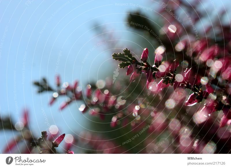 reflectors Heather family Blur Motion blur Pink Blossom Mountain heather Deserted Close-up Glittering Sunlight