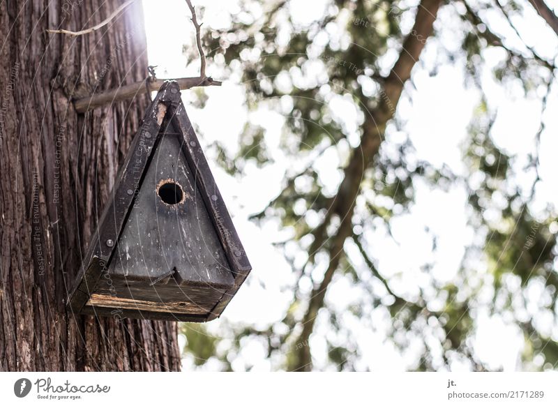 bird house Nature Plant Animal Sky Sun Beautiful weather Tree Park Forest Bird Birdhouse Flying Sharp-edged Brown Green White Protection Love of animals Safety