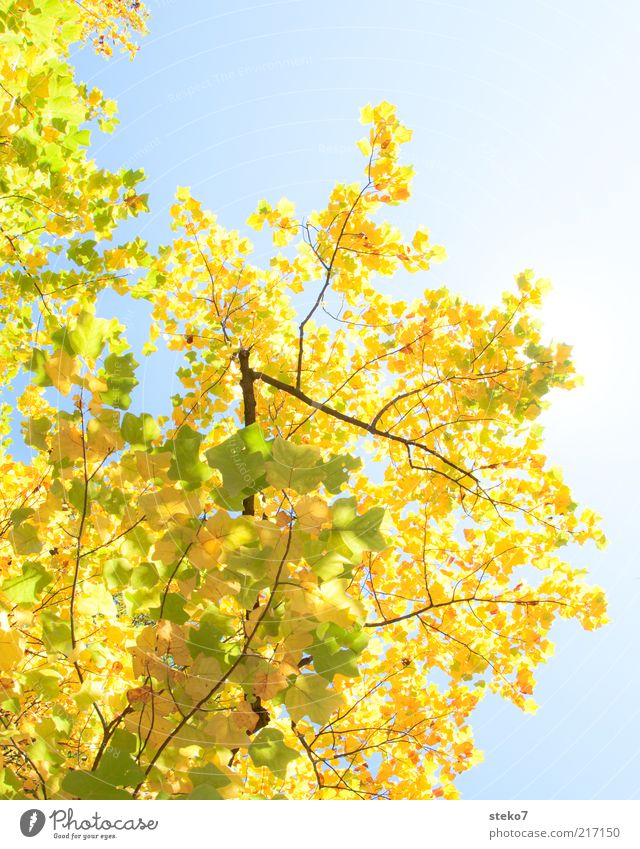 Is there a leaf missing already? Sky Autumn Tree Leaf Old Illuminate Change Calm Maple branch Deciduous tree Yellow Green Colour photo Exterior shot Deserted