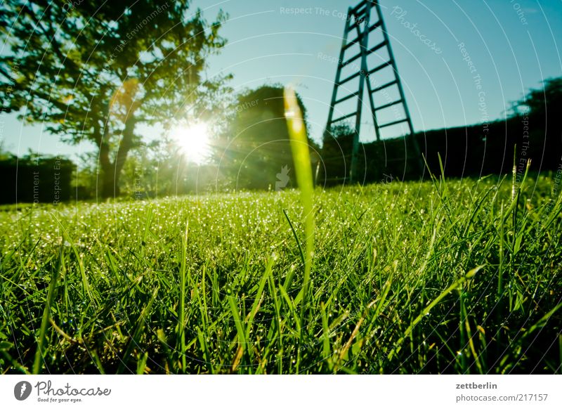 A Groovy Child Of Dewdrop Macro Garden Environment Nature Landscape Sky Grass Hope October Morning Ladder Tree Hedge Real estate Lawn Colour photo Exterior shot