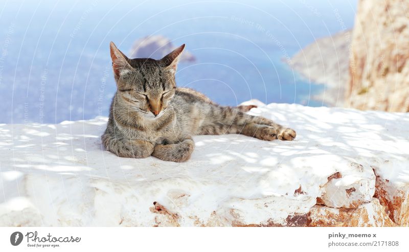 Chiller in Greece Landscape Water Sky Beautiful weather Ocean Island Animal Cat Animal face Paw 1 Sleep Esthetic Contentment mackerelled Pelt Calm Blue Cyclades