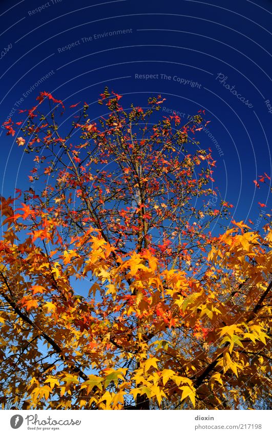 October gold Environment Nature Plant Sky Cloudless sky Autumn Weather Beautiful weather Tree Leaf Branch Maple tree Growth Natural Blue Yellow Gold Red