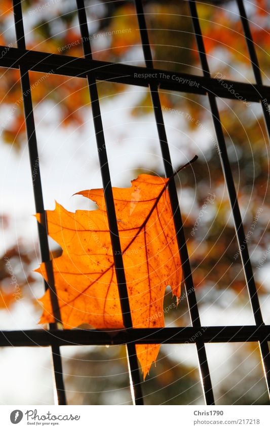 Autumn prison Environment Nature Plant Sky Sunlight Beautiful weather Leaf Fence Grating Threat Gold Emotions Hope Sadness Longing Inequity Perspective