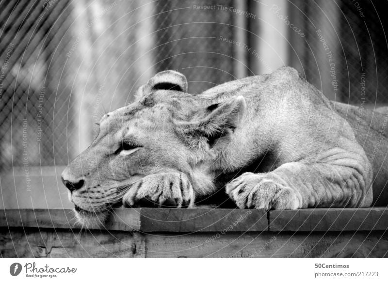 lioness Contentment Relaxation Wild animal Cat Claw Paw Zoo Petting zoo 1 Animal Lie Sleep Beautiful Black White Moody Calm Comfortable Loneliness Dream