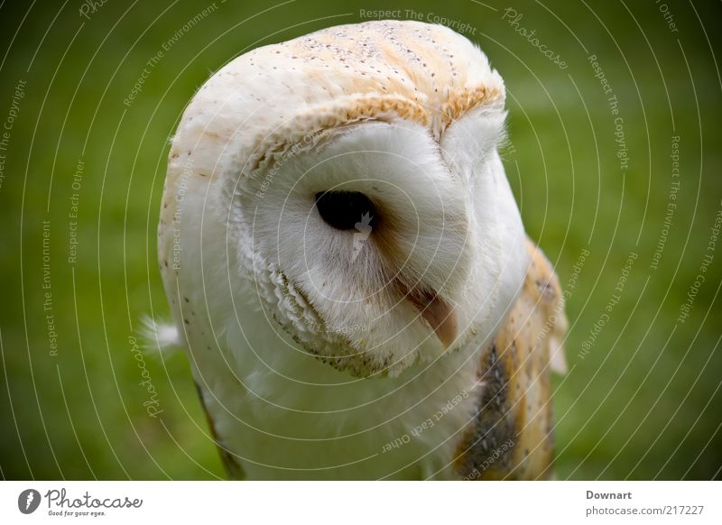 Mr Barn Owl Grass Bird Environment barn Hunter orange tame seated watchful Resting country show Colour photo Detail Front view Looking away