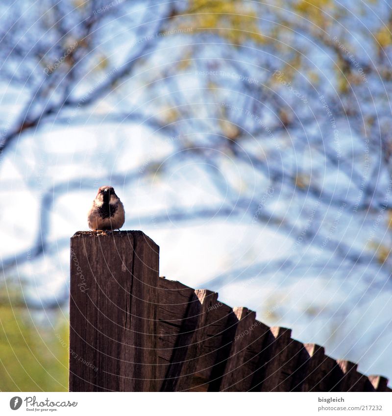 Fence King Bird Tit mouse 1 Animal Wood Sit Blue Watchfulness Fence post wren Colour photo Shallow depth of field Wooden stake Twigs and branches Copy Space top
