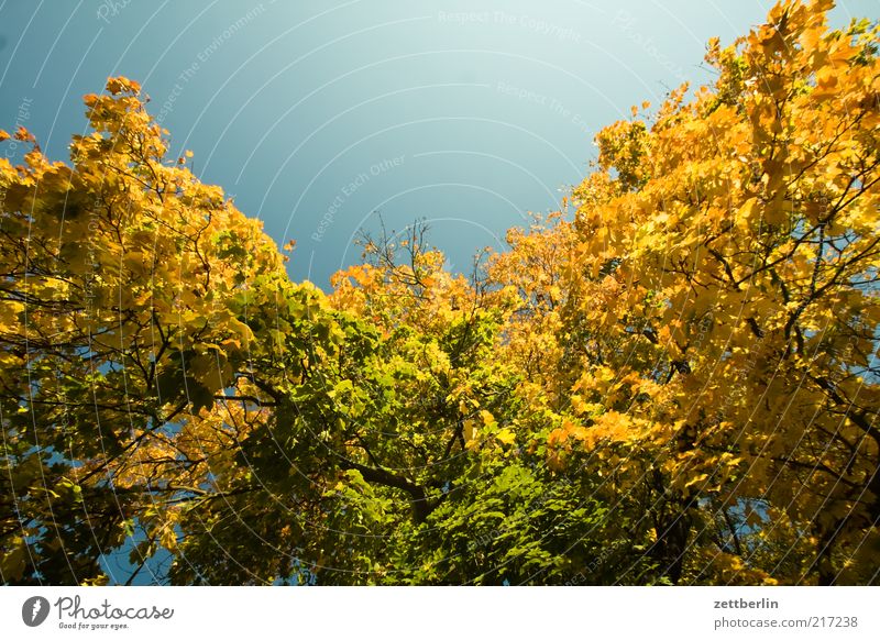 Weimar Environment Nature Landscape Plant Sky Autumn Climate Beautiful weather Tree Emotions Moody October Deciduous tree Autumn leaves Leaf Gold Colour photo