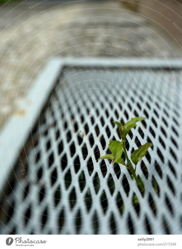 Wildlife in the big city Environment Nature Plant Leaf Wild plant Wall (barrier) Wall (building) Stand Growth Simple Natural Above Green Life Curiosity