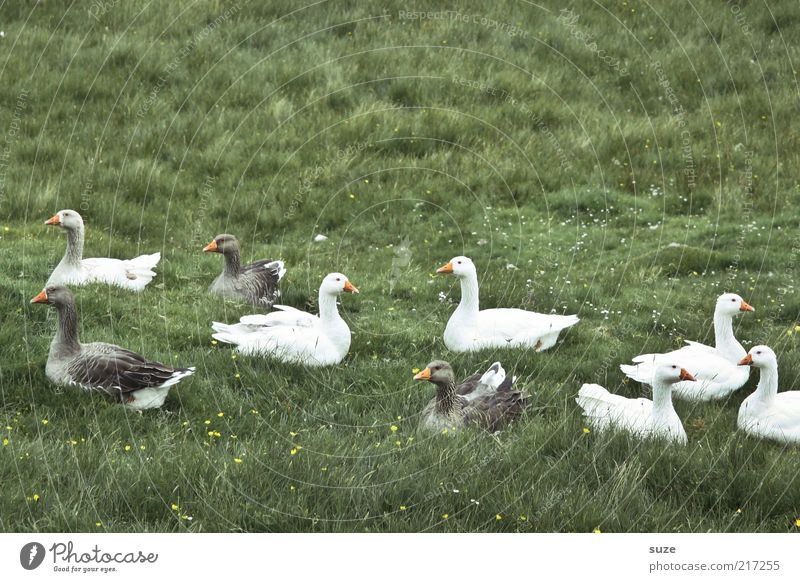Goose many Environment Nature Weather Meadow Animal Wild animal Bird Group of animals Sit Authentic Natural Green Country life Wild goose Grassland To feed