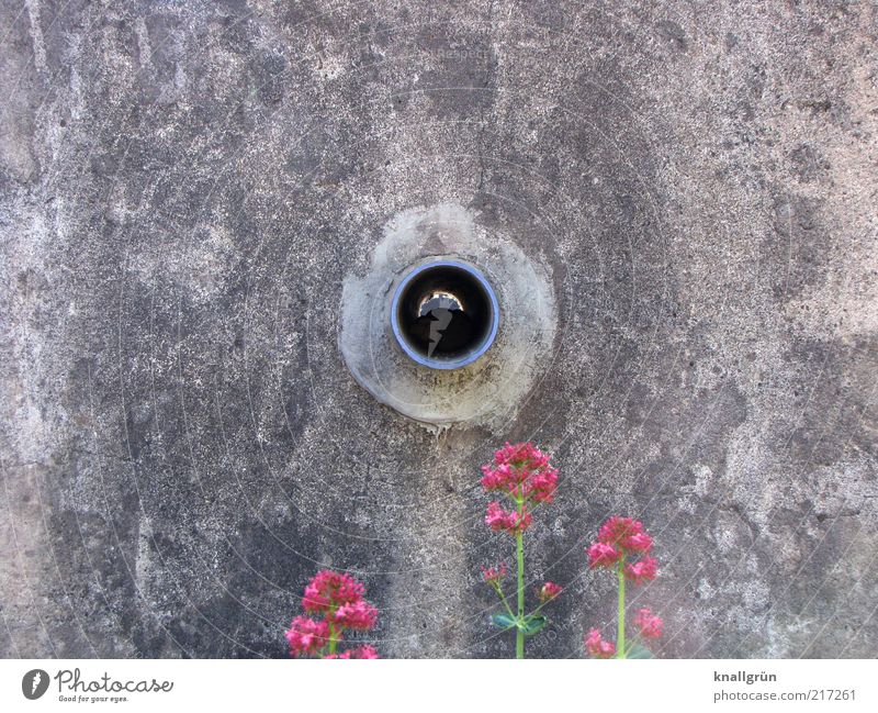 Black Hole Nature Plant Blossom Wild plant Wall (barrier) Wall (building) Drainage Blossoming Old Dirty Dark Round Gray Green Pink Colour photo Subdued colour