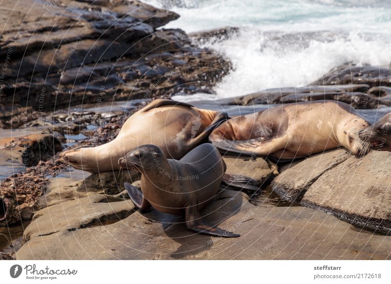 California sea lion Zalophus californianus Playing Rock Waves Coast Beach Ocean Animal Wild animal 4 Stone Water Sleep Blue Brown Sea lion seal La Jolla