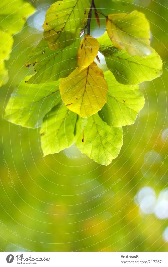autumn green Environment Nature Plant Autumn Tree Leaf Green Autumn leaves Leaf canopy Beech leaf Beech tree Illuminate Copy Space Shallow depth of field Twig