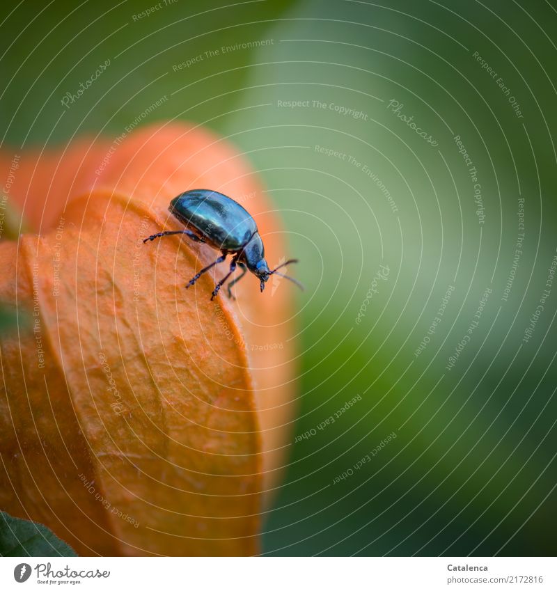 Sky blue leaf beetle crawling around on a physalis flower Nature Plant Animal Autumn Physalis Fruit Garden Beetle 1 Crawl To dry up Growth Esthetic Glittering