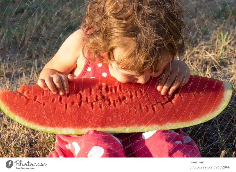 Little girl eating giant slice of ripe summer watermelon at sunset Fruit Summer Child Toddler Warmth Meadow Small Cute Juicy Red kid healthy Water melon bite