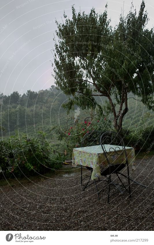 Breakfast in the rain (Tuscany [3]) Rain Tree Vineyard Terrace Table Chair Vacation & Travel Moody Romance Calm Wanderlust Loneliness Colour photo Exterior shot