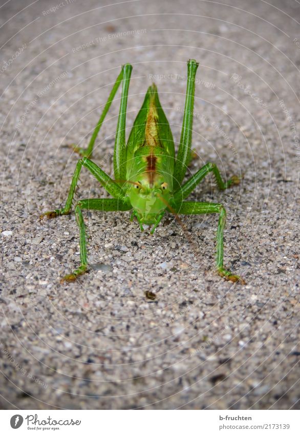 Hello there! Street Animal 1 Looking Aggression Esthetic Green Locust Insect Paving stone Ground Feeler Nature Environment Colour photo Detail
