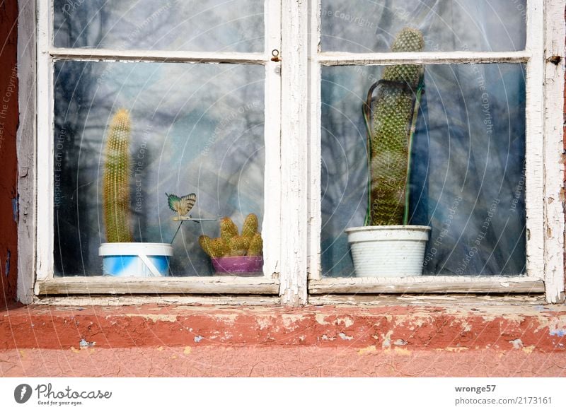 ambiguities | robustness Window Thorny Brown Gray Green White Houseplant Cactus Flowerpot Exterior shot Close-up Deserted Day Central perspective