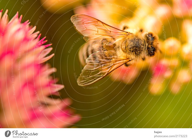 Bee on big stonecrop Beautiful Nature Plant Animal Blossom Illuminate Green Pink Romance Apis mellifera Insect Grey stonecrop Sedum telephium rays sunny