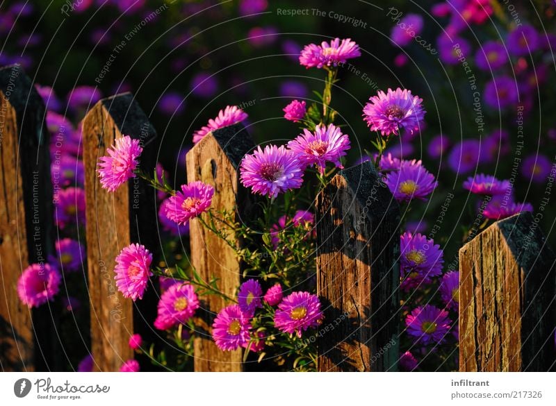Flowers above garden fence 3 Environment Nature Plant Summer Autumn Beautiful weather Blossom Garden Esthetic Fragrance Natural Violet Pink Moody Calm Colour
